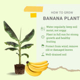 Grand Nain Banana Plant Live, Sweet Fruit Banana Tree 4-7 Inch Tall