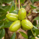2 Pecan Trees, Starter Plant, 1-2 Ft Tall