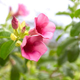 4 Red Allamanda Live Plants, Well-Rooted Starter Plant, 4-7 Inch Tall