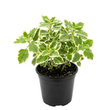 2 Variegated Cuban Oregano Live Plants, Kitchen Herb Plant, 4 Inch Tall