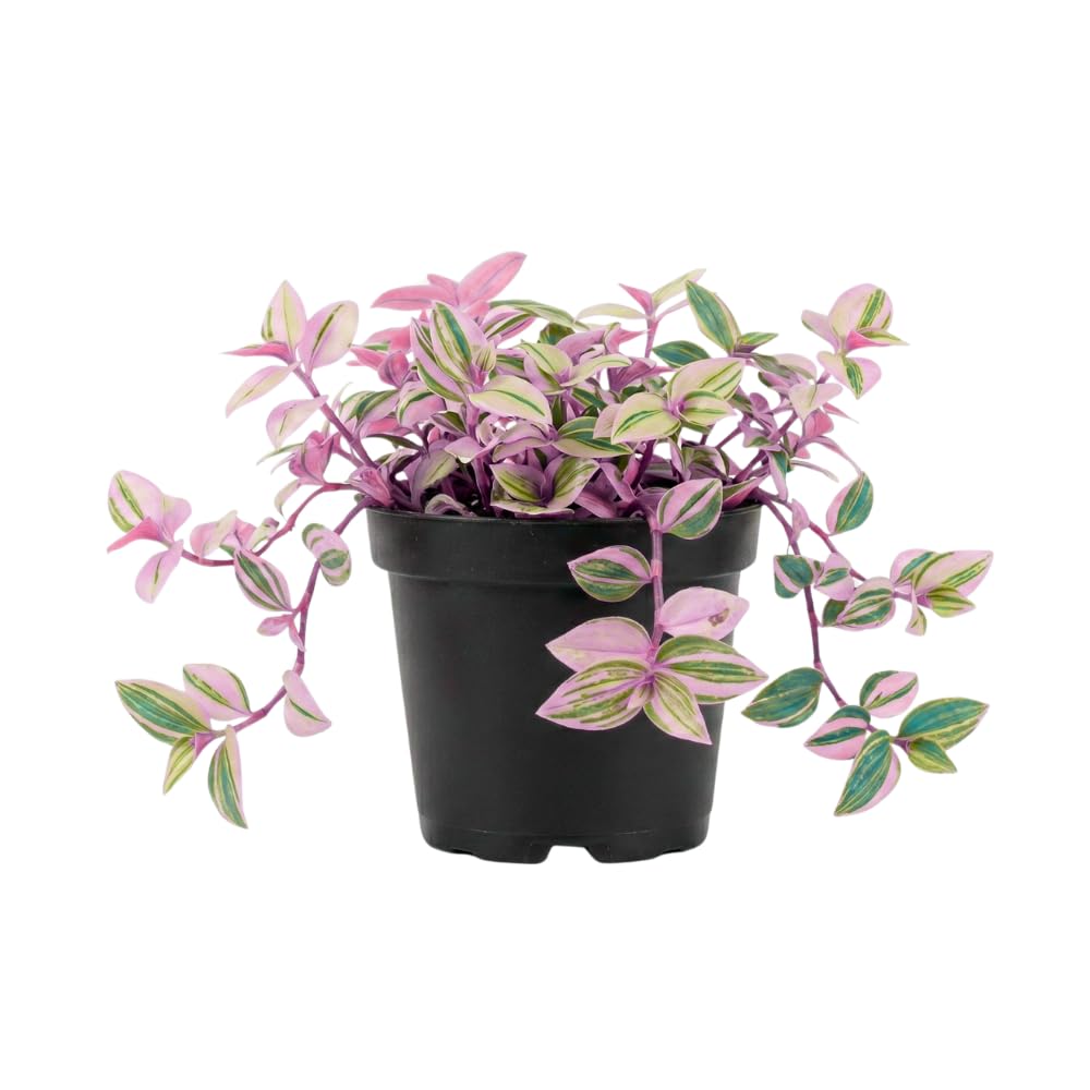Purple Foliage Wandering Jew Live Plant, Home Decor Plant, 3 Inch Pot