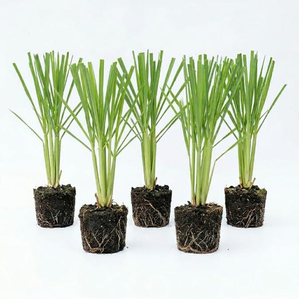 5 Lemongrass Plants, Lemon Grass Live Plant, 4-6 Inch Tall