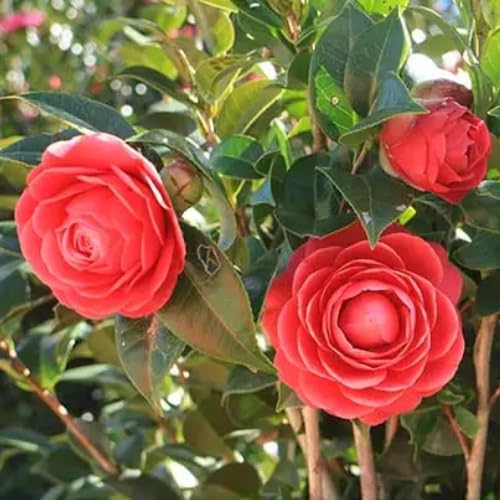Red Camellia Live Plant, 6-10 Inch Tall, 4 Inch Pot