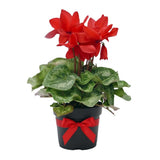 Red Cyclamen Plant Live, Indoor Outdoor Flower, 4 Inch Pot