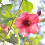 4 Cherries Allamanda Live Plants, Trellis Blooming Vine, 4-7 Inch Tall