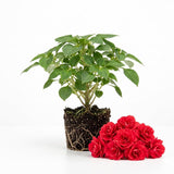 Pink Double Impatiens Live Plant, 5-7 Inch Tall