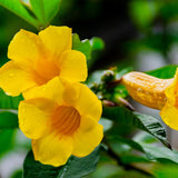 4 Brown Bud Allamanda Live Plants, Container Flowering Plant, 4-7 Inch Tall