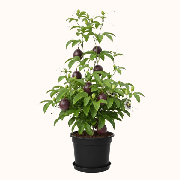 Purple Passionfruit Plant, Passion Fruit Plant Live, 4-6 Inch Tall