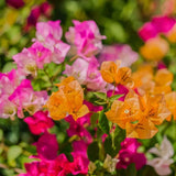 3 Mixed Bougainvillea Live Plants, Long Blooming Vine, 4-7 Inch Tall