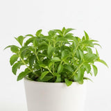4 Stevia Live Plants, Stevia Plant, Outdoor Garden Plant, 4-6 Inch Tall
