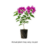 Set 2 Purple Bougainvillea Live Plant 5-7 Inch Tall