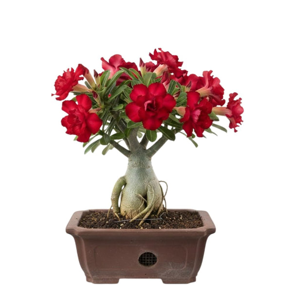 Red Desert Rose Plant Live, Home Garden Plant, 4-6 Inch Tall