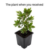 Red Azalea Flower Plant, 5-10" Height