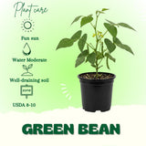 Green Bean Live Plant, Bean Bush Starter Plants, 4-6 Inch Tall, 4 Inch Pot