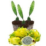 3 Yellow Dragon Fruit Trees Live Plants, Outdoor Garden Fruit Plant