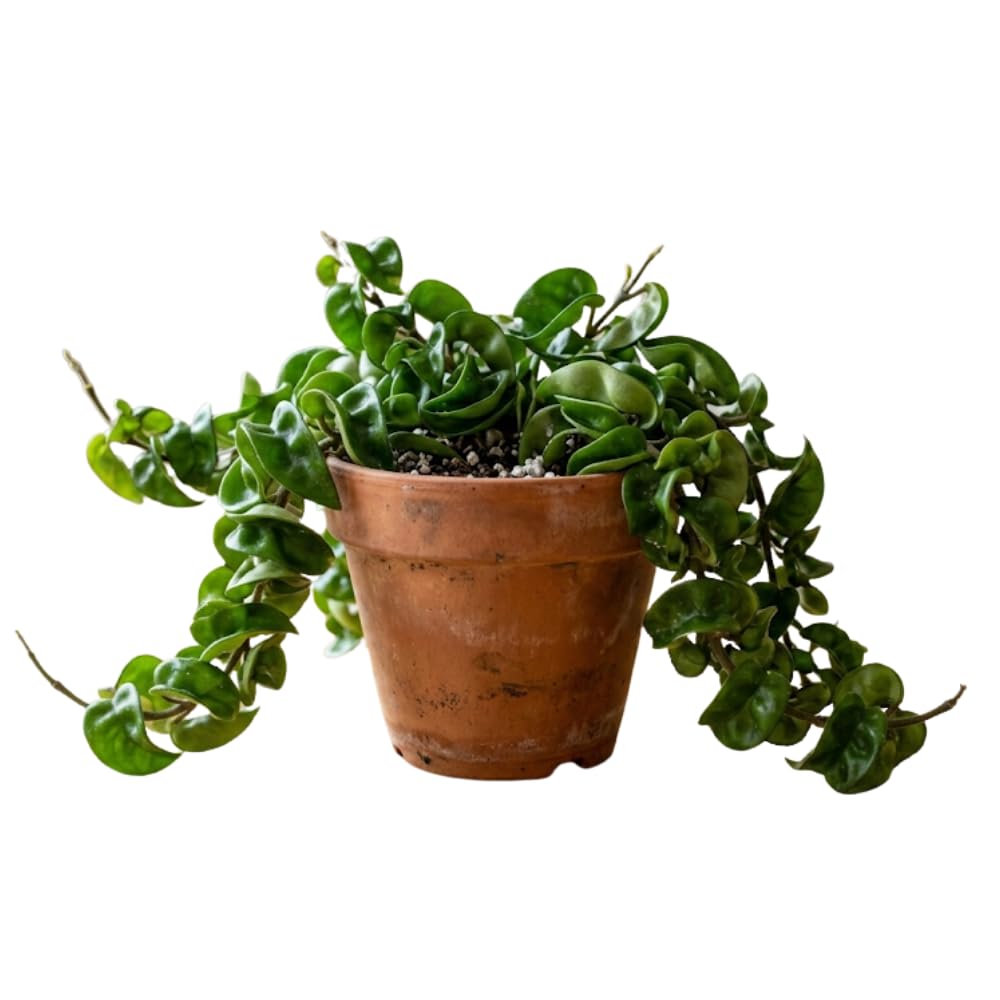 Hoya Houseplant Live Plant, Indoor Houseplant, 3 Inch Pot