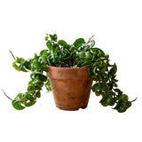 Hoya Houseplant Live Plant, Indoor Houseplant, 3 Inch Pot