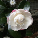 White Camellia Live Plant, Flower Bush, 6-10 Inch Tall, 4 Inch Pot