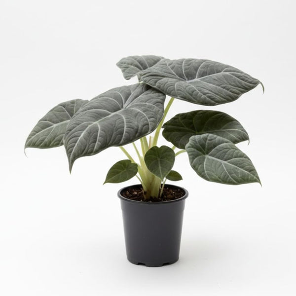 Grey Green Alocasia Live Plant, Rare Tropical Plant, 2-4 Inch Tall
