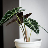Deep Green Alocasia Live Plant, Rare Tropical Plant, 2-4 Inch Tall