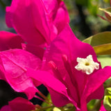 2 Red Pink Bougainvillea Live Plants, Climbing Vine, 4-7 Inch Tall