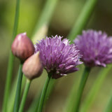 Set 3 Chive Roots, Ready to Grow