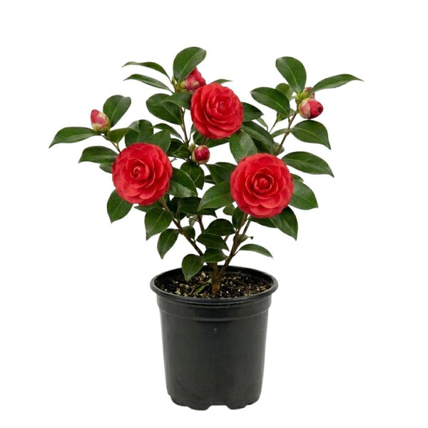 Red Camellia Japonica Plant Live, Blooming Garden Shrub, 8-14 Inch Tall