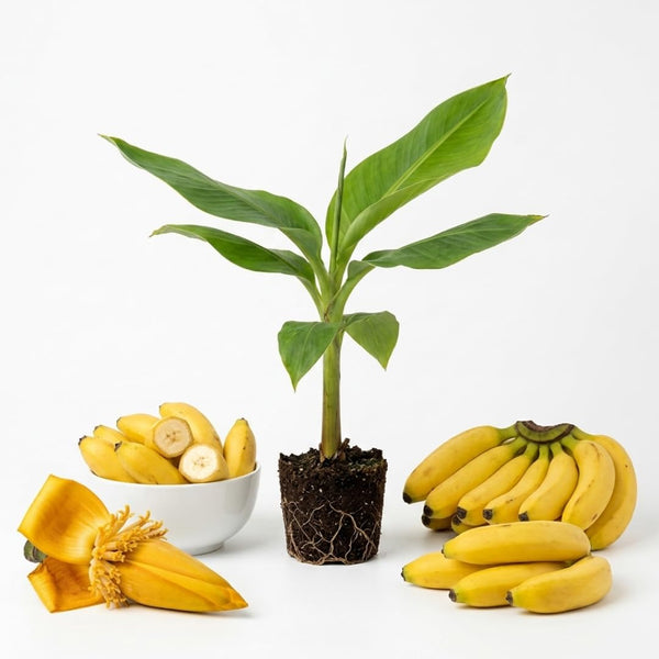 Basjoo Banana Live Plant, 4-6 Inch Tall Cold Hardy Banana Tree