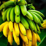3 Dwarf Cavendish Banana Trees Plants Live, Live Tree, 3-5 Inch Tall