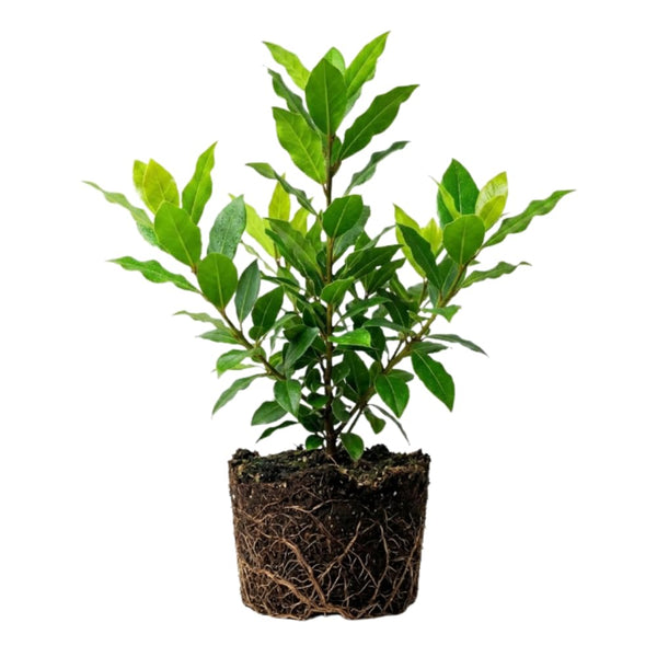 Bay Leaf Plant Live, Culinary Herb, Bay Leaf Live Plant, 5-7 Inch Tall