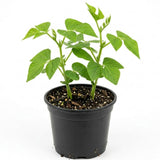 Green Bean Live Plants in 4" Pot, 3-6" Seedlings, Vegetable Starter Plants