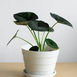 2 Black Alocasia Live Plants, Hardy Garden Plant, 4-6 Inch Tall