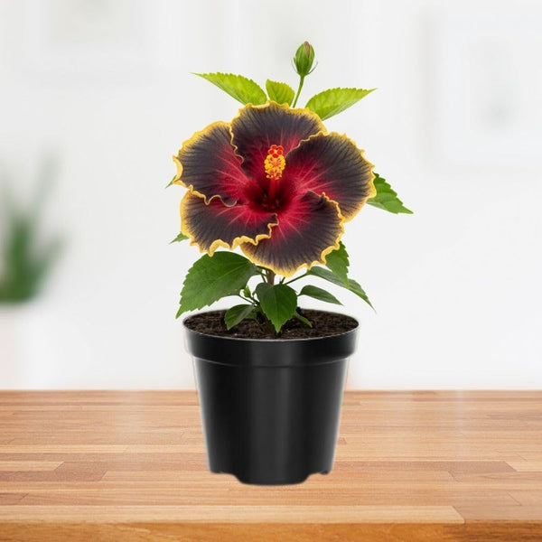 Red Black Yellow Hibiscus Plant 5-7" Tall