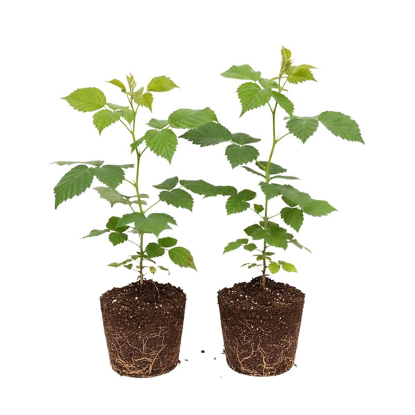 2 Large Black Berry Plants, Blackberries Bush, 4-6 Inch Tall