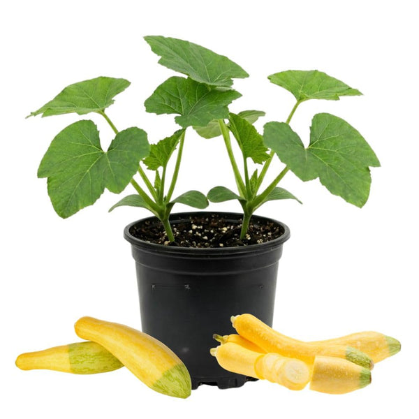 Yellow Zucchini Plant Live 4-6 Inch Tall, 2 Plant Per Pot