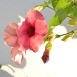 4 Red Allamanda Live Plants, Well-Rooted Starter Plant, 4-7 Inch Tall