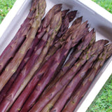 20 Purple Live Asparagus Roots, Ready to Grow Plant