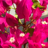 2 Red Pink Bougainvillea Live Plants, Climbing Vine, 4-7 Inch Tall