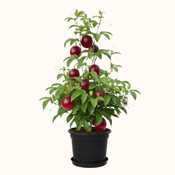 Red Passionfruit Plant, Passion Fruit Plant Live, 4-6 Inch Tall