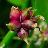 1 Walking Onion Seed for Planting