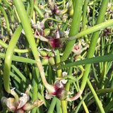 1 Walking Onion Seed for Planting