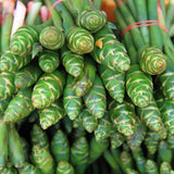 5 Ginger Roots, Culinary Herb Plant