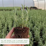 2 Purple Lavender Plants, Lavender Plants Live, 4-8 Inch Tall