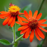 2 Orange Mexican Flame Live Plants, 4-6 Inch Tall