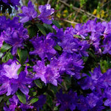 Purple Azalea Plant Live in Pot - 6-10 Inch Tall Azalea Shrub