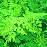 Moringa Oleifera Live Plant, Outdoor Garden Herb Tree, 4-6 Inch Tall