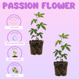 2 Lavender Passion Flower Plants, Passiflora Flower Plant, 4-6 Inch Tall