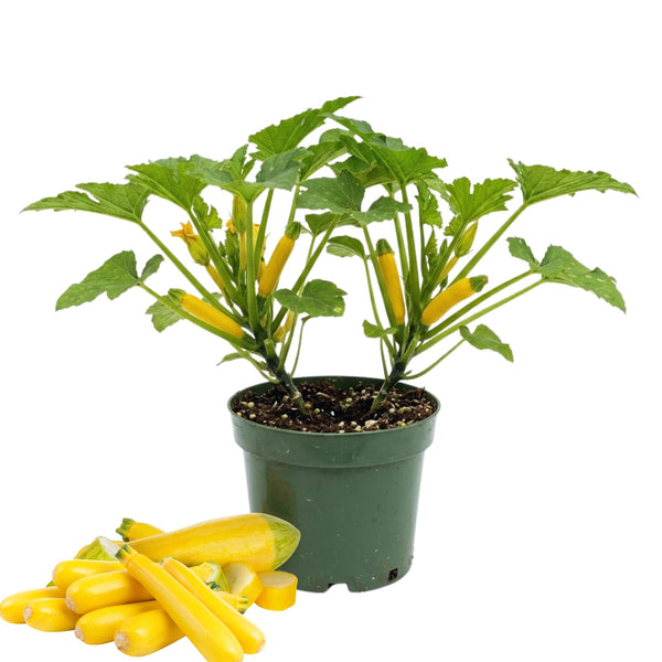 2 Yellow Zucchini Plants Live, 4-8 Inch Tall