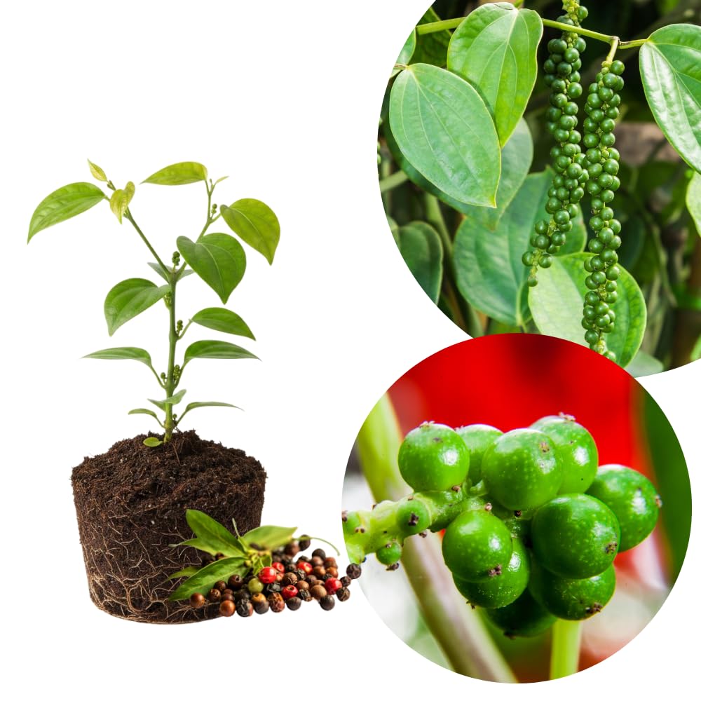 Black Pepper Plant Live, Patio Container Plant, 4-6 Inch Tall