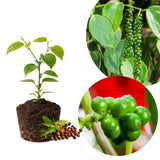Black Pepper Plant Live, Patio Container Plant, 4-6 Inch Tall